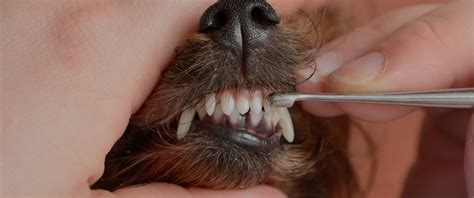 Pet Dental Cleaning Vancouver | Dental Cleaning | Cloverdale Animal ...