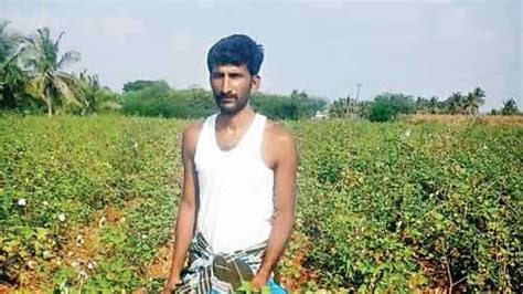 Underwhelmed, farmers snubbing Bt cotton