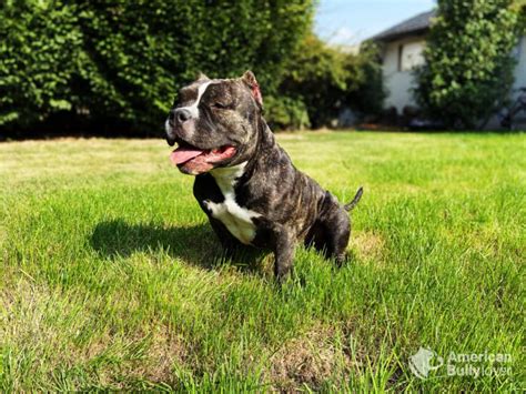 Bully vs Wrestler 的图像结果