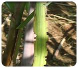 ORGANIC FARMING :: Pest Management of Agricultural Crops