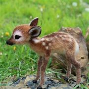 Image result for Nature Baby Animals