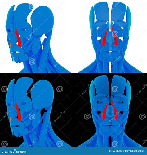 Levator Labii Superioris Alaeque Stock Illustration - Illustration of artwork, muscle: 79841303