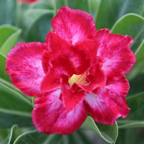 Grafted Adenium Code : 33 – Indian Gardens