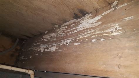 Crawl Space Mold Removal | Safe & Effective Treatment | Precision ...