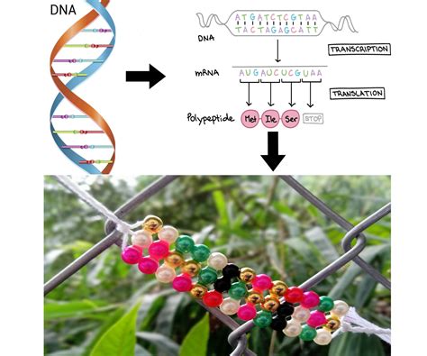 DNA Codon 的图像结果