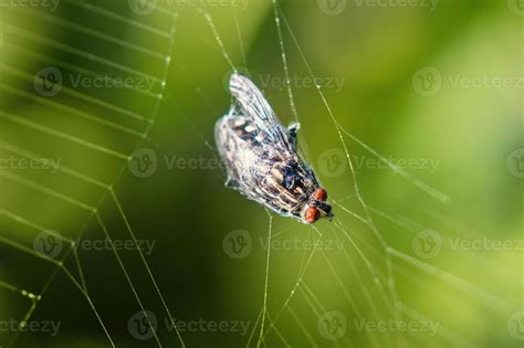 Image result for Spider Web Fly