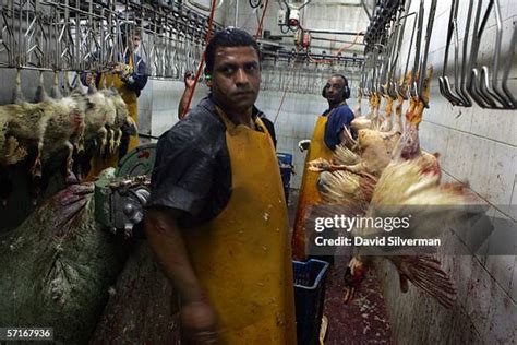 Image result for Processing Geese