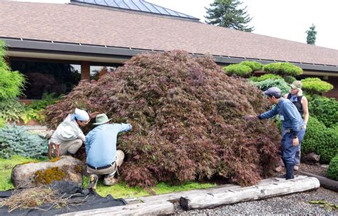 Image result for Pruning Japanese Maple Tree