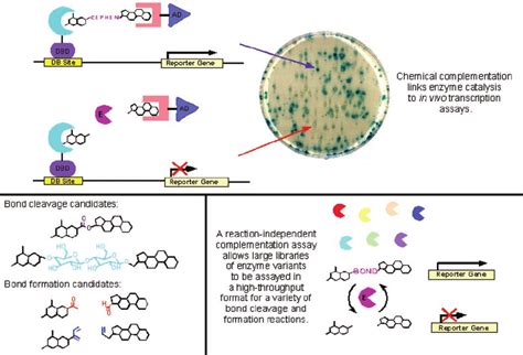 Image result for Alpha Complementation LacZ Assay