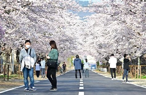 Wie Kirschbäume in Tomioka zum Symbol für den Wiederaufbau in der ...