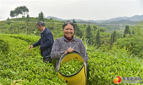 龙南：又到春茶飘香时 | 赣南林业网