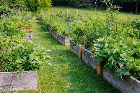 Vegetable Garden in Local Public Park. Community Garden Stock Image ...