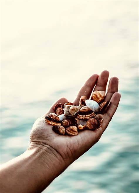 Image result for Hard Sea Shells