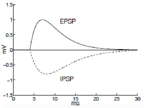 Excitatory and Inhibitory Synaptic Signalling - TeachMePhysiology