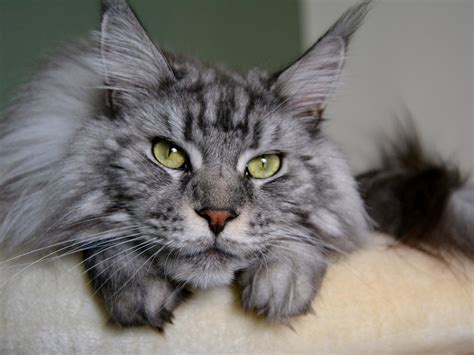 Baby Uses Maine Coon Cat As Personal Step Stool and We're Here For It