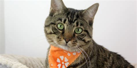 Kentucky Humane Society waives adoption fees for adult cats and dogs