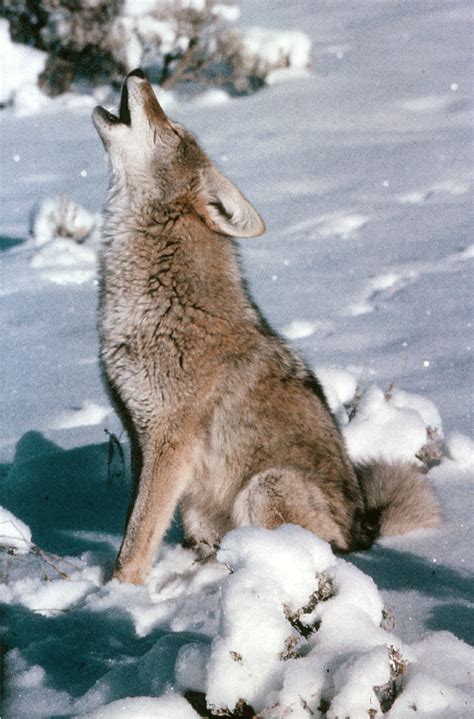 +Dogs Howling Cyotes 的图像结果