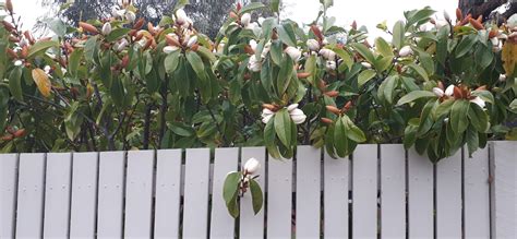 Potting Mix For Port Wine Magnolia at Stuart Witt blog