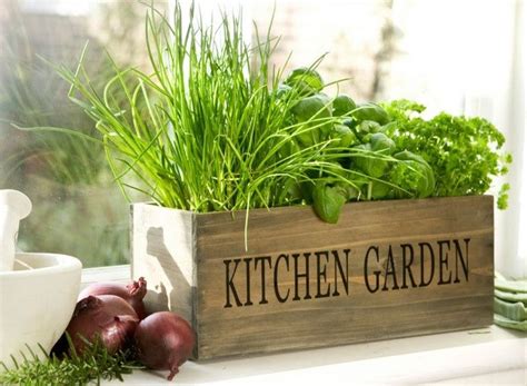 5 Tips for Kitchen Gardening — The Purple Turtles - Online Home Decor Store