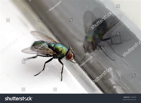 Fly Insect 的图像结果