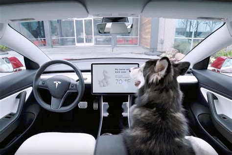 Tesla Dog Mode | Uncrate