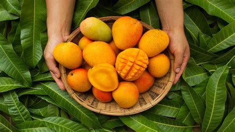 Boron Benefits Mango Fruit Yields And Quality | Borates Today