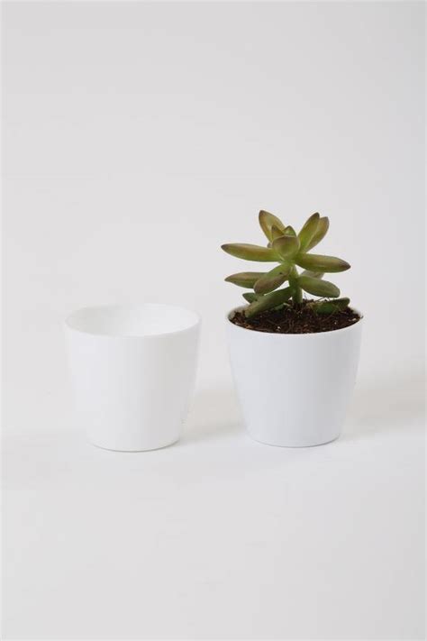 White Plant Pots Outdoor | 2.5 Inch White Pot | Chhajed Garden ...