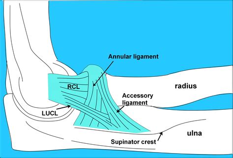 A consideration of the elbow as a tensegrity structure - International ...