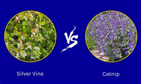 Silver vine vs Catnip: What Are The Differences? - A-Z Animals