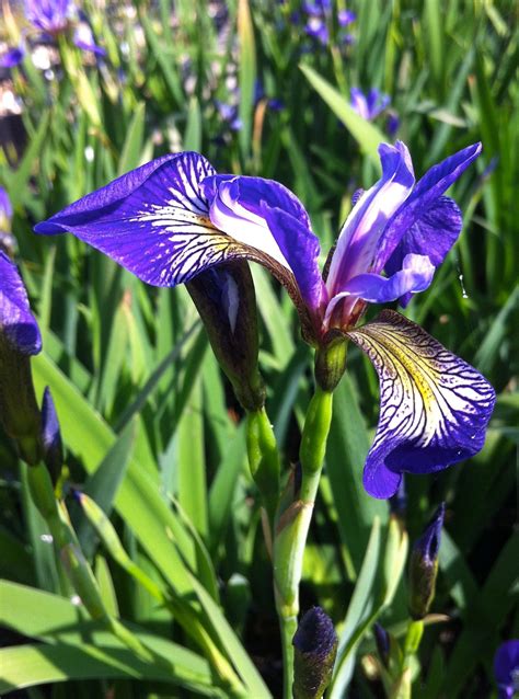 Blue Flag Iris Iris Virginica Var. Shrevei Southern Blue Flag Iris,