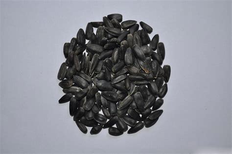 seed centre gallery