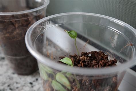 What Seeds Sprout The Fastest 16 Fast Growing Houseplants