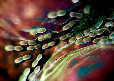 Acetobacter Isolation Process Image 的图像结果