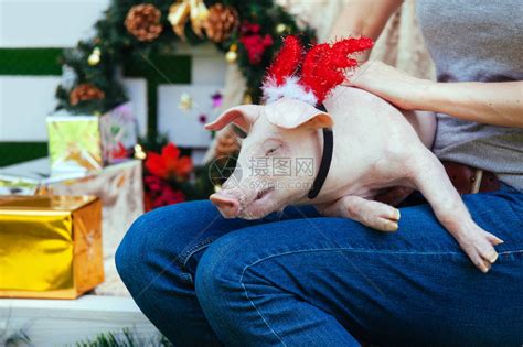 女人的腿上坐着一只小白猪有趣的小猪在新年玩具与高清图片下载-正版图片505472842-摄图网