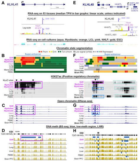 Epigenetics of Muscle- and Brain-Specific Expression of KLHL Family ...