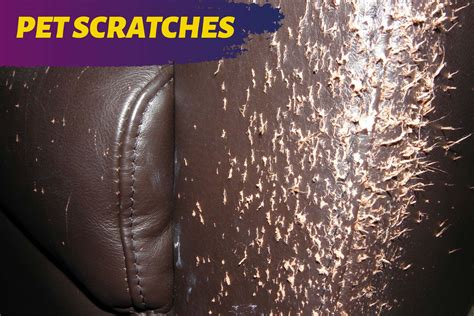 Do Dogs Scratch Leather