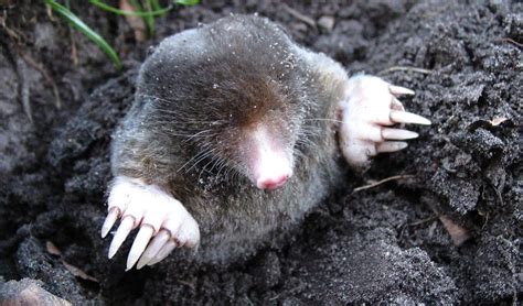 Image result for Mole Problem Solving