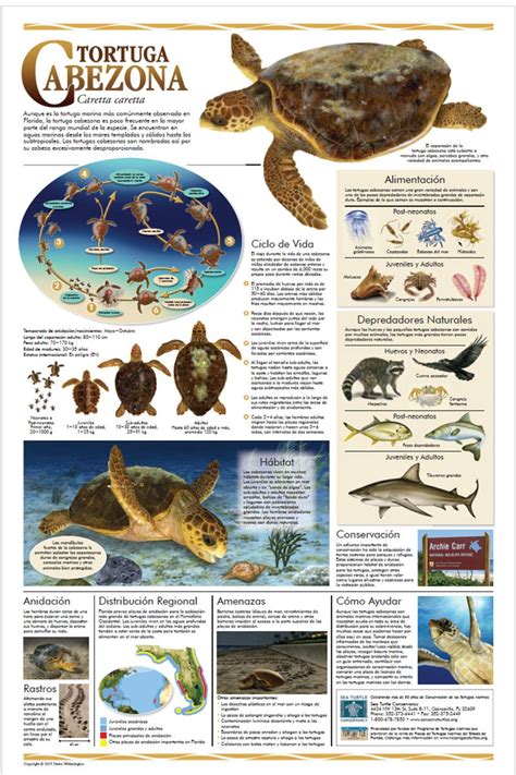 Image result for Sea Turtle Adaptations