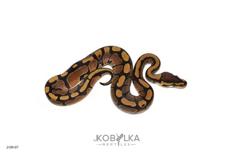 Image result for Red Spectrum Ball Python
