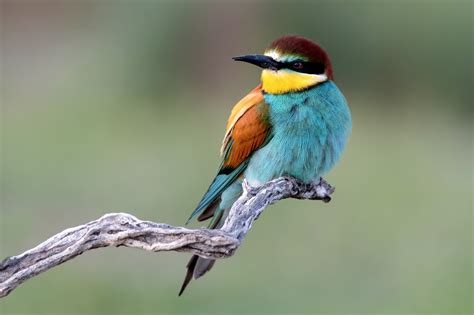 Download Bird Animal European Bee-eater HD Wallpaper