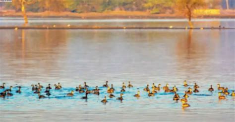 Birds abandon Chandlai lake amid rising pollution & encroachments