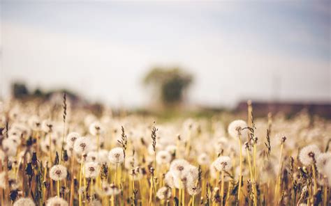 Field Of Dandelions