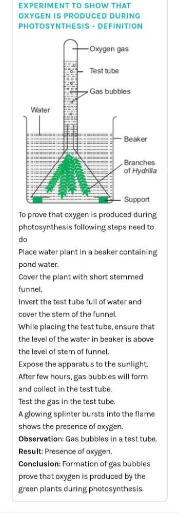 Why oxygen is evolved during photosynthesis ? what makes water to ...