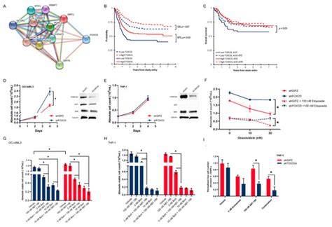 Cancers | Special Issue : New Perspectives on Acute Myeloid Leukemia in ...