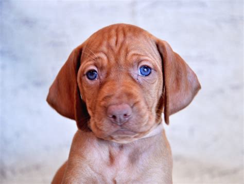 Eylar Vizslas | Dedicated to breeding exceptional Vizslas