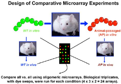Microarray Method 的图像结果