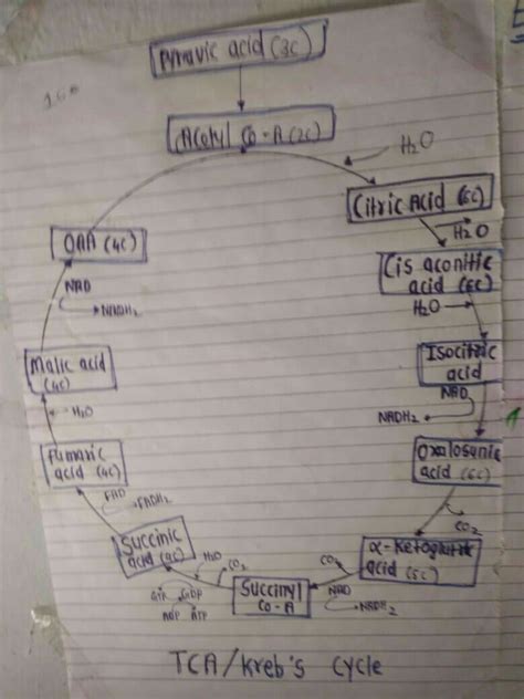 Sketch the diagram of Krebs cycle. - Brainly.in