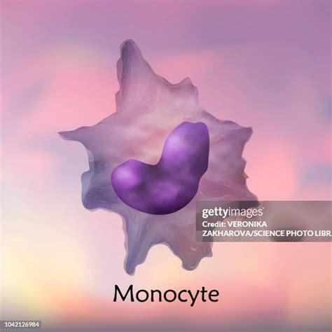 Image result for Monocyte