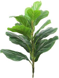 FOURWALLS Fiddle Leaf Fig Without Pot for Home and Office D cor ...