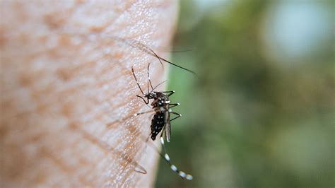 Why Are Mosquitoes Suddenly Showing Up In Iceland? Experts Reveal The ...